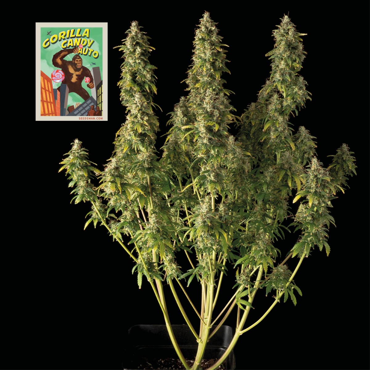 Gorilla Candy Auto Feminised Seeds product image