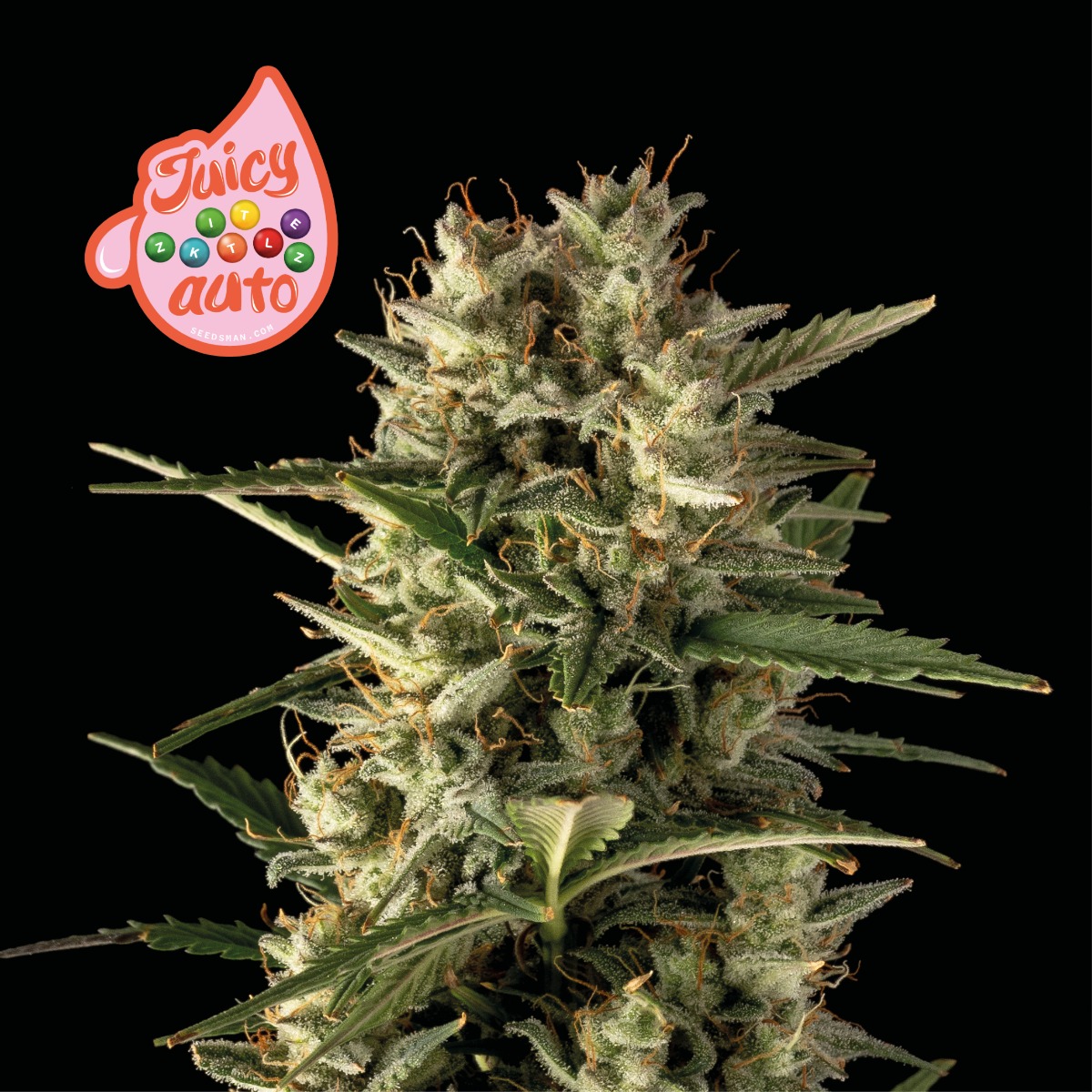 Juicy Zkittlez Auto Feminised Seeds product image