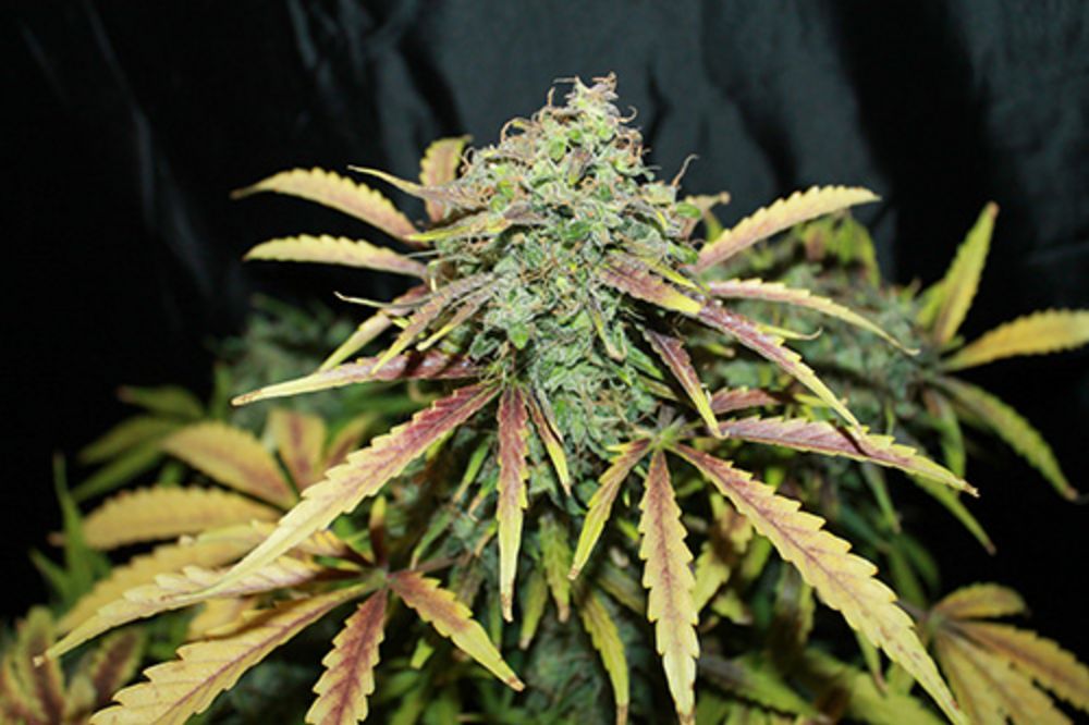 Amnesia Regular Seeds product image