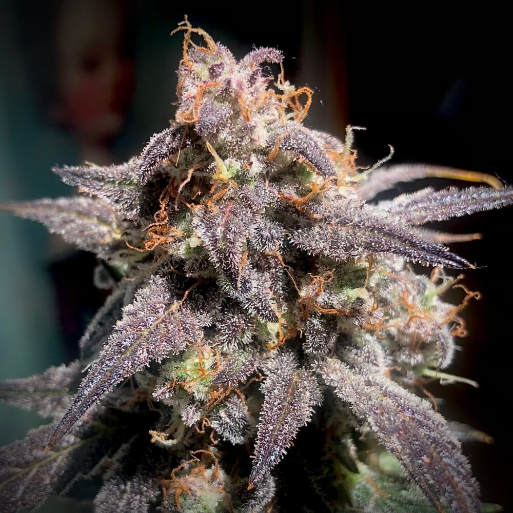 Super Orange Haze Auto Feminised Seeds product image