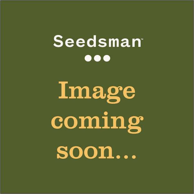 Livers Bx1 Auto Feminised Seeds product image