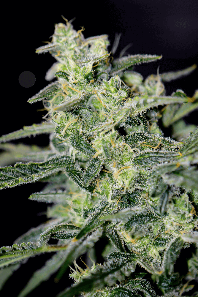 Hubbabubbahaze Auto Feminised Seeds product image