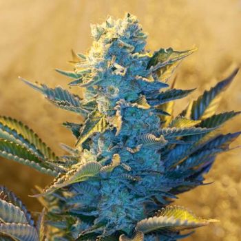 White Widow Féminisée Graines - 5
