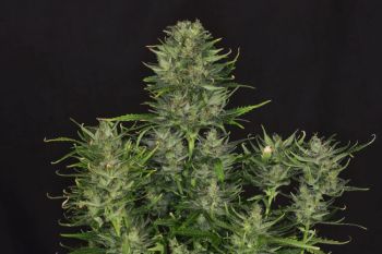 Godfather OG Auto Feminised Seeds - BULK x 100