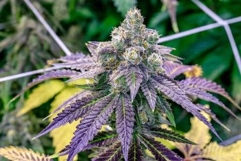 Fruity Pebbles Feminized Seeds - BULK x 100