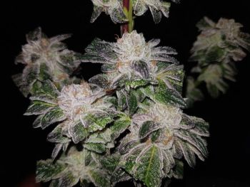 GMO Cookies Feminised Seeds - BULK x 100