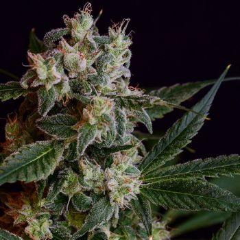 Laotian OG Regular Seeds - 11