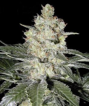 Bruce Banner Auto Feminized Seeds - BULK