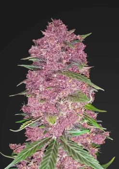 Purple Lemonade Auto Feminized Seeds