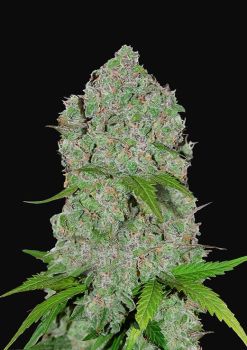Orange Sherbet Auto Feminized Seeds