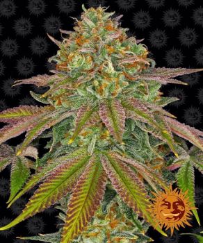 Wedding Cake Feminized Seeds