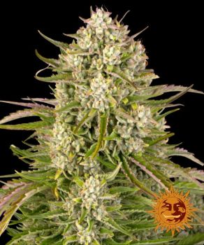 Wedding Cake Auto Feminized Seeds
