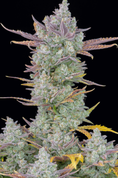Gorilla Cookies Auto Feminized Seeds