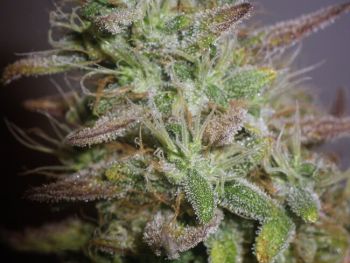 White Widow Feminized Seeds - BULK