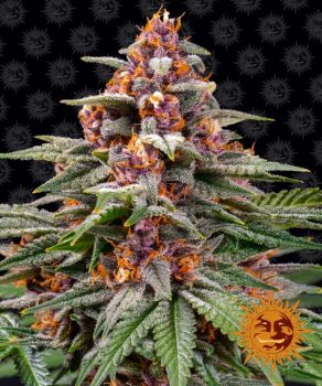 Runtz Auto Feminized Seeds