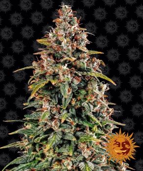Watermelon Zkittlez Auto Feminized Seeds