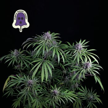 Purple Ghost Candy Féminisée Semences