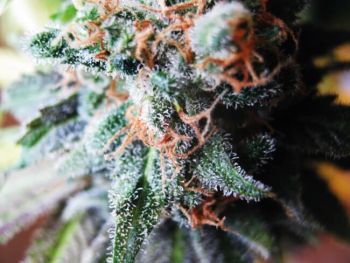 Blueberry Feminized Seeds - Bulk