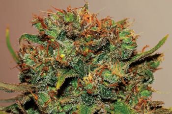 Big Bud Auto Feminised Seeds - BULK