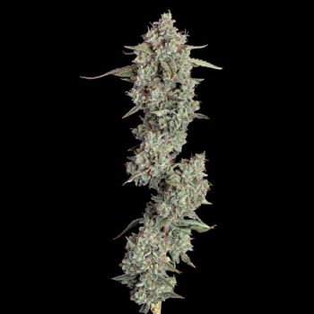 Everglades OG Auto Feminised Seeds