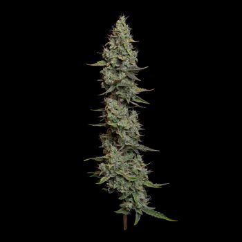 Wedding Cake Auto Feminizowany Nasiona