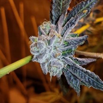Platinum Purple Candy Feminised Seeds