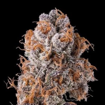 Platinum Valley Feminised Seeds