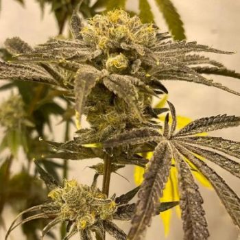 Platinumz Feminised Seeds