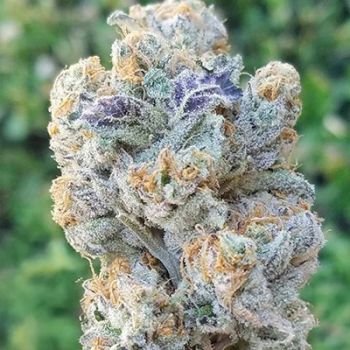 Slurricane Feminised Seeds