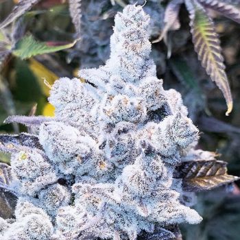 Slurricane #7 S1 Feminised Seeds