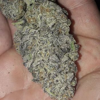Zurple Punch BX Feminised Seeds
