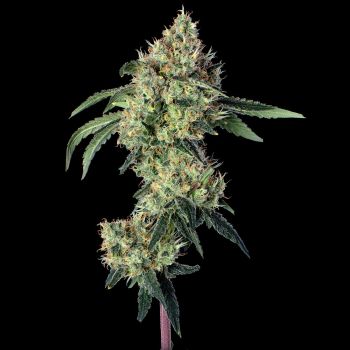 Lemon Prime Feminised Seeds