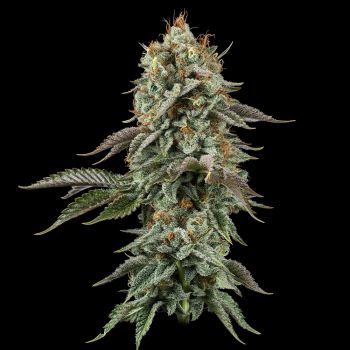 Sour Diesel Feminised Seeds