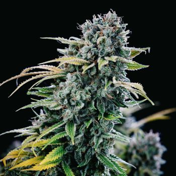 Green Crack Feminizowany Nasiona