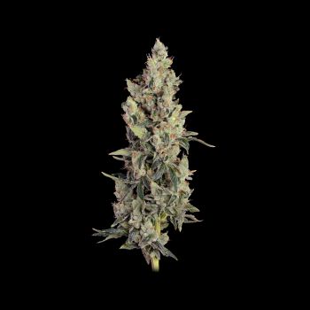 Thai Cookies Auto Feminizowany Nasiona