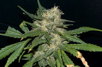 Northern Lights Feminised Seeds - Bulk x 100