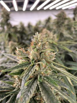 Diesel Feminised Seeds - Bulk x 100