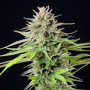 Blue Cheese Feminised Seeds - BULK x 100