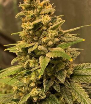 Gorilla Glue #4 FAST Feminised Seeds - BULK x 100