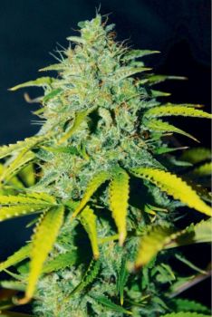 Ice Cream Cake FAST Feminised Seeds - BULK x 100