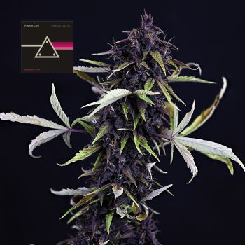 Pink Kush CBD 30:1 Auto Feminised Seeds