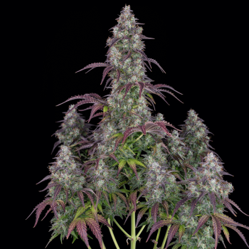Lemon Pie Auto Feminised Seeds