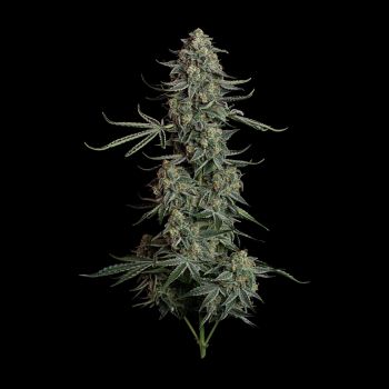 Blue Dream Auto Feminizowane Nasiona