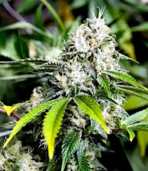 White Widow FAST Feminised Seeds - BULK x 100