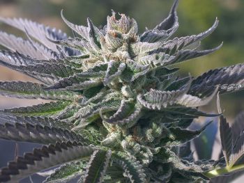 Wedding Cake FAST Feminized Seeds - BULK x 100