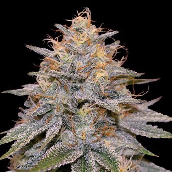 Orange Frappe Feminized Seeds