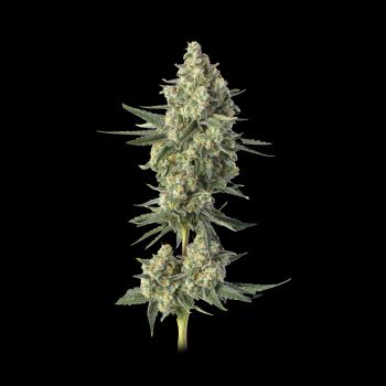 Downtown Haze Feminized Seeds
