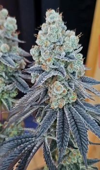 Sugar Cane v3 Feminised Seeds