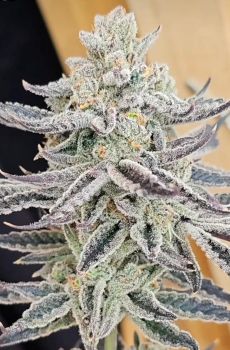 Platinum Zushi Feminised Seeds