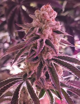 Platinum Dosha Feminised Seeds